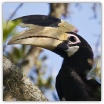 Malabar Pied Hornbill_Dennis Stephenson.jpg