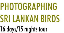 PHOTOGRAPHING 
SRI LANKAN BIRDS
16 days/15 nights tour
