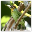 Sri Lanka Small Barbet_Thilanka Ranatunga (2).jpg