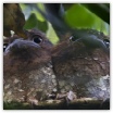 Sri Lanka Frogmouth_Lou Newman.jpg