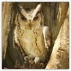 Indian Scops Owl_Ron Mayberry (2).jpg