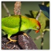 Sri Lanka Hanging Parrot_Lou Newman.jpg