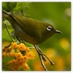 Sri Lanka White-eye_Ron Mayberry.jpg