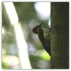 Crimson-backed Flameback_Thilanka Ranatunga.jpg