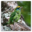 Yellow-fronted Barbet_Thilanka Ranatunga.JPG