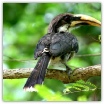 Sri Lanka Grey Hornbill_Thilanka Ranatunga.jpg