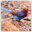 Sri Lanka Blue Magpie_Prasad Lushan.jpg