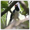 Red-faced Malkoha_Thilanka Ranatunga.jpg