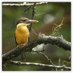 Stork-billed Kingfisher_Ron Mayberry (2).jpg