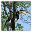 Malabar Pied Hornbill_Dennis Stephenson.jpg