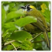 Yellow-eared Bulbul_Ron Mayberry.jpg