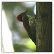 Crimson-backed Flameback_Thilanka Ranatunga.jpg