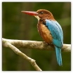 White-breasted Kingfisher_Ron Mayberry.jpg