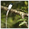 Paradise Flycatcher_Ron Mayberry (2).jpg