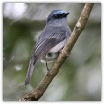 Dusky Blue Flycatcher_Thilanka Ranatunga.jpg