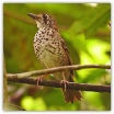 Spot-winged Ground Thrush_Charles Lowe.jpg